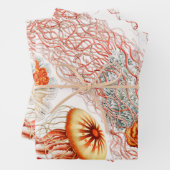 Quallen, Discomedusae von Ernst Haeckel Geschenkpapier Set (Beispiel)