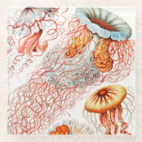 Quallen, Discomedusae von Ernst Haeckel