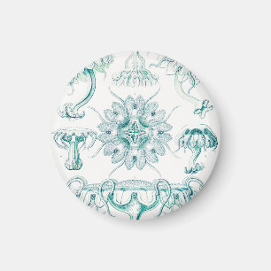 Quallen, Discomedusae von Ernst Haeckel Magnet