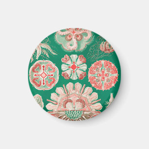 Quallen, Discomedusae von Ernst Haeckel Magnet