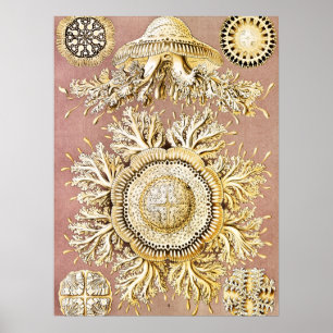 Quallen, Discomedusae von Ernst Haeckel Poster