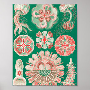 Quallen, Discomedusae von Ernst Haeckel Poster
