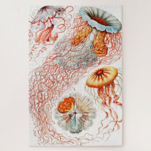 Quallen, Discomedusae von Ernst Haeckel Puzzle