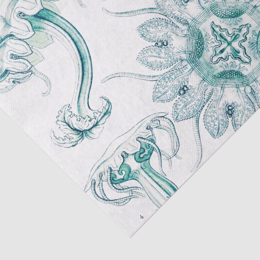 Quallen, Discomedusae von Ernst Haeckel Seidenpapier (Ausschnitt)