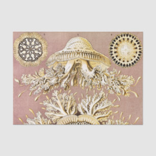 Quallen, Discomedusae von Ernst Haeckel Seidenpapier
