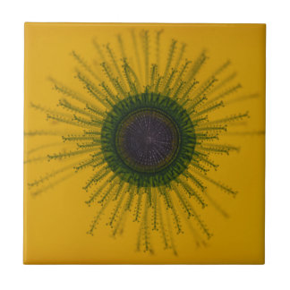 Quallen-Fliese Fliese