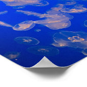 Quallen Foto Poster (Ecke)