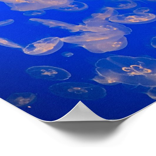 Quallen Foto Poster (Ecke)