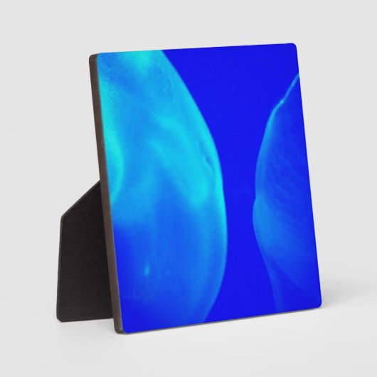 Quallen Fotoplatte (Vorderseite)