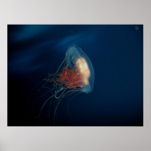 Quallen im Ozean Poster
