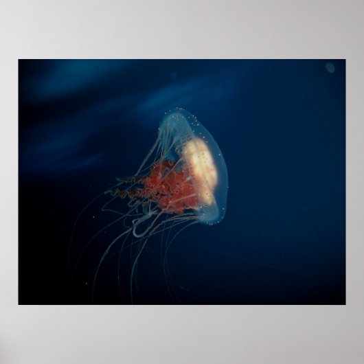 Quallen im Ozean Poster (Vorne)