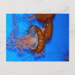 Quallen in einem Aquarium Postkarte