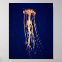 Quallen in lebendiger Farbe | Poster