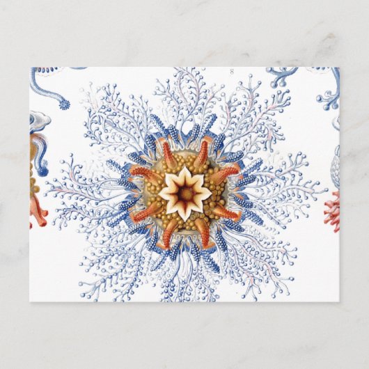 Quallen in Orange und Blue Postkarte (Vorderseite)