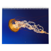 Quallen Kalender (Titelbild)