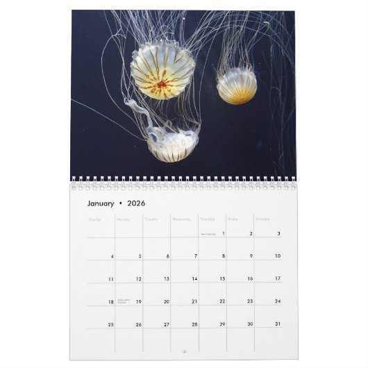 Quallen Kalender (Jan 2026)