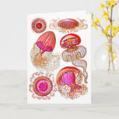 Quallen Leptomedusae, hellrosa Karte (Gelbe Blume)