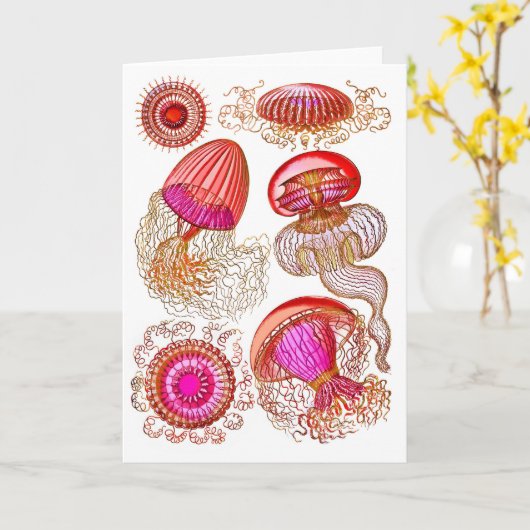 Quallen Leptomedusae, hellrosa Karte (Gelbe Blume)