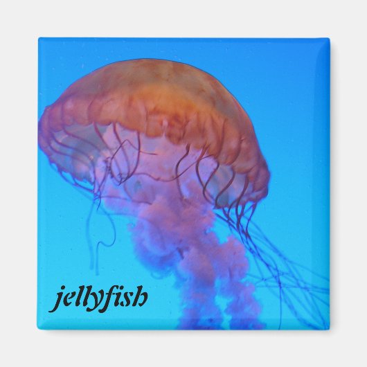 Quallen Magnet (Vorne)