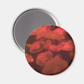 Quallen Magnet (Vorderseite/Rückseite)