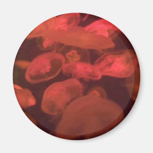 Quallen Magnet (Vorne)