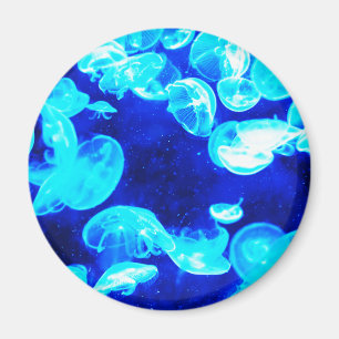 Quallen Magnet
