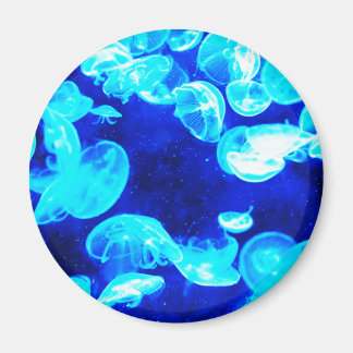 Quallen Magnet
