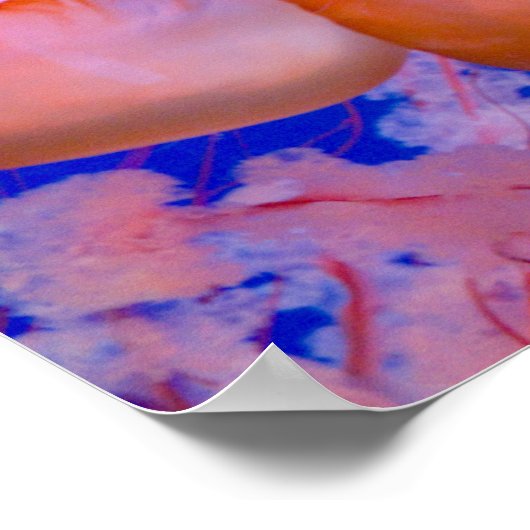 Quallen Poster (Ecke)