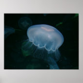 Quallen Poster (Vorne)
