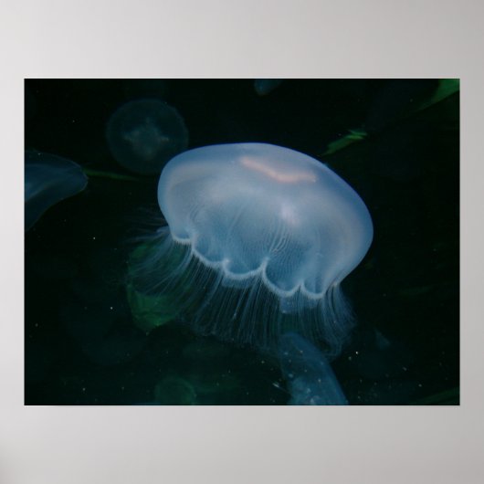 Quallen Poster (Vorne)