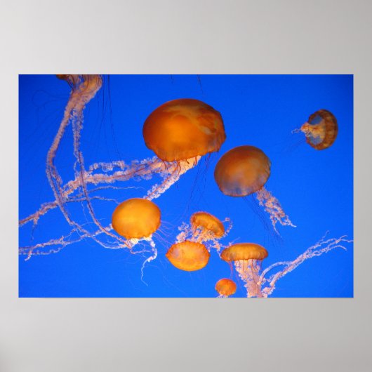 Quallen Poster (Vorne)