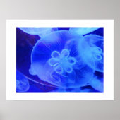 Quallen Poster (Vorne)
