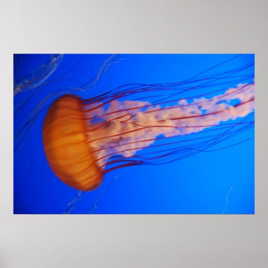 Quallen-Poster 1 Poster (Vorne)