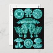 Quallen Postkarte (Vorne/Hinten)