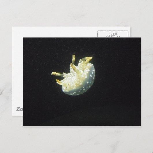 Quallen Postkarte (Vorne/Hinten)