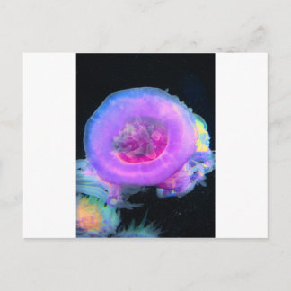 Quallen Postkarte