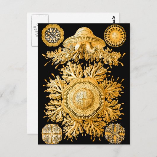 Quallen Postkarte (Vorne/Hinten)