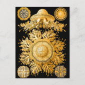 Quallen Postkarte (Vorderseite)