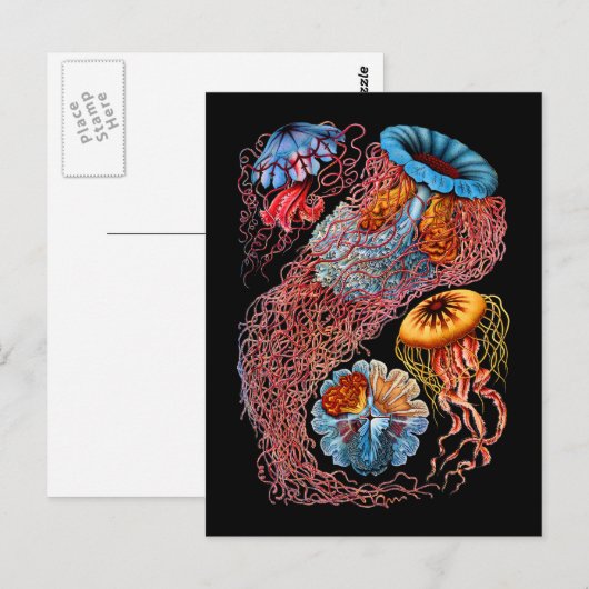 Quallen Postkarte (Vorne/Hinten)