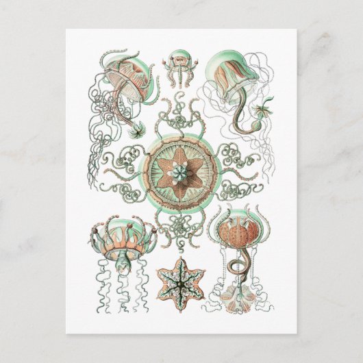 Quallen Postkarte (Vorderseite)