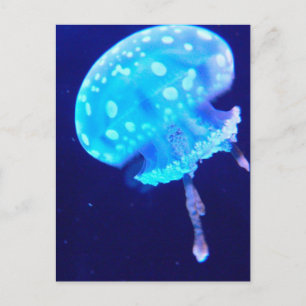 Quallen Postkarte