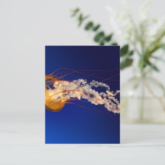 Quallen Postkarte (Stehend Vorderseite)