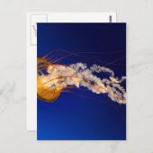 Quallen Postkarte (Vorne/Hinten)