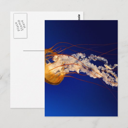 Quallen Postkarte (Vorne/Hinten)