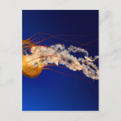 Quallen Postkarte (Vorderseite)