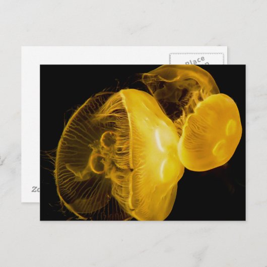 Quallen Postkarte (Vorne/Hinten)