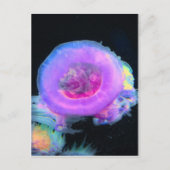 Quallen Postkarte (Vorderseite)