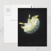 Quallen Postkarte (Vorne/Hinten)