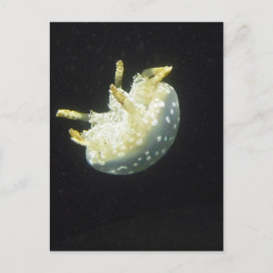 Quallen Postkarte