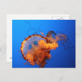 Quallen Postkarte (Vorne/Hinten)
